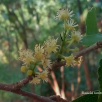 Flacourtia indica (Burm.f.) Merr.